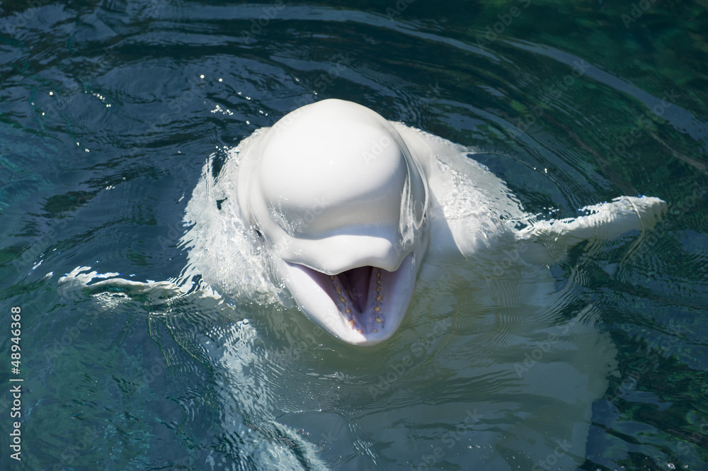 Fototapeta premium An isolated white dolphin beluga looking at you 