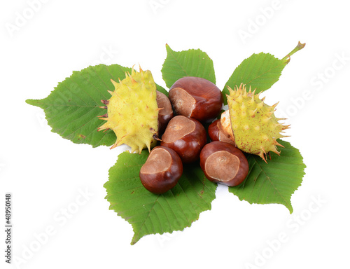 Chestnuts on autumn leaves isolated on white background