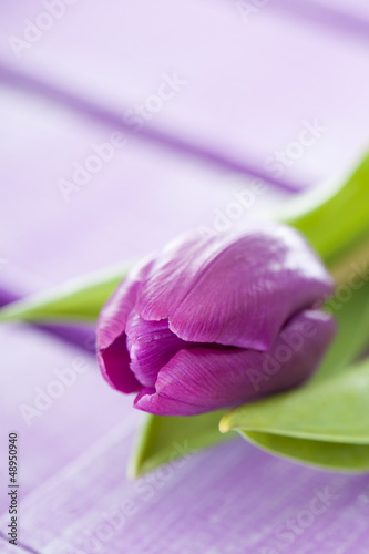 Purple tulip - Lila Tulpe