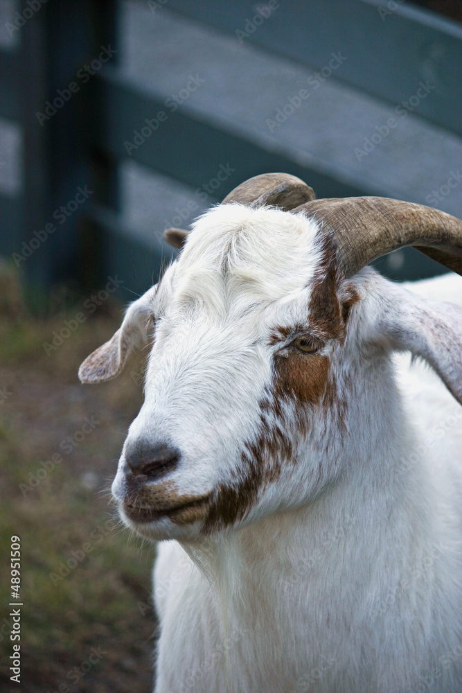 Obraz premium Goat