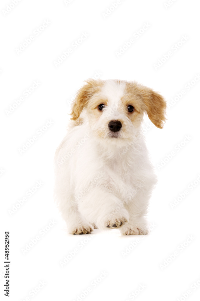 Puppy walking isolated on a white background