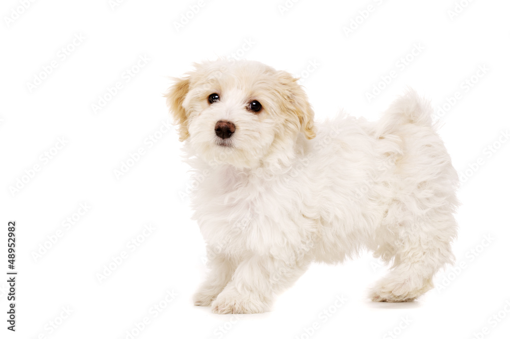 Obraz premium Puppy stood isolated on a white background