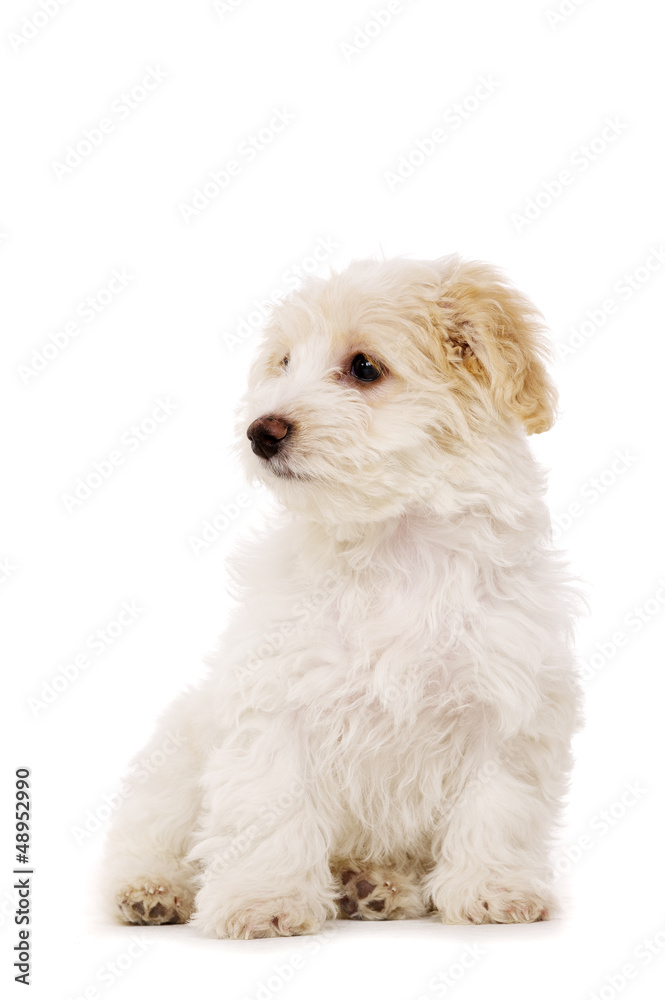 Puppy sat isolated on a white background