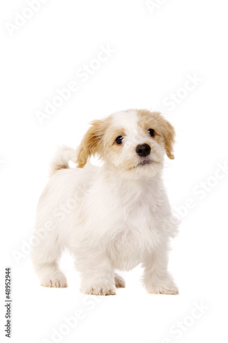 Fototapeta Naklejka Na Ścianę i Meble -  Puppy stood isolated on a white background
