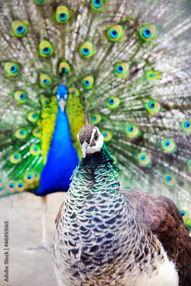 Obraz premium bright peacock cock with the opened train and the peacock hen po