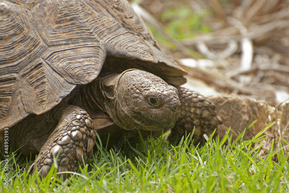 Fototapeta premium Tortoise in Kirstenbosch Garden