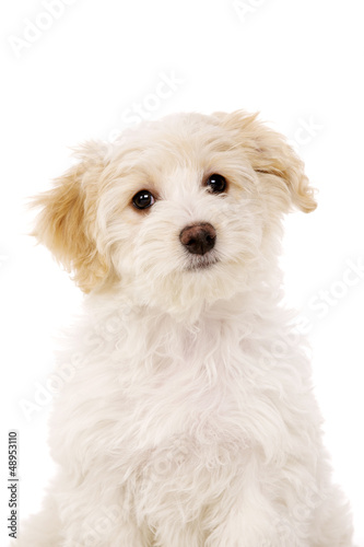 Fototapeta Naklejka Na Ścianę i Meble -  Puppy sat isolated on a white background