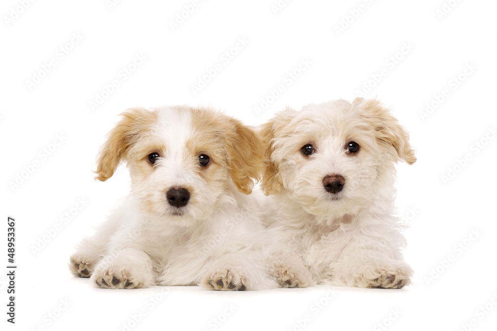Two puppies laid isolated on a white background