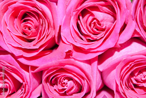 the bright pink roses background
