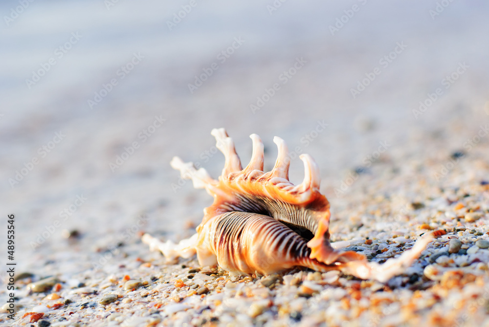 the seashell on beach sand the seashell on beach sand