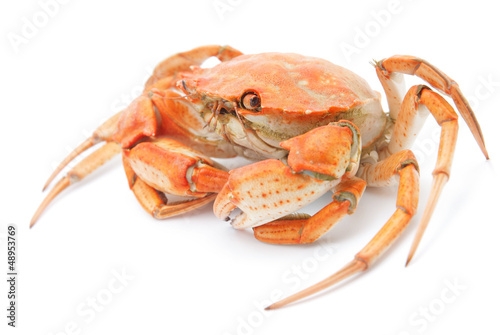 big red boiled crab isolated on white background