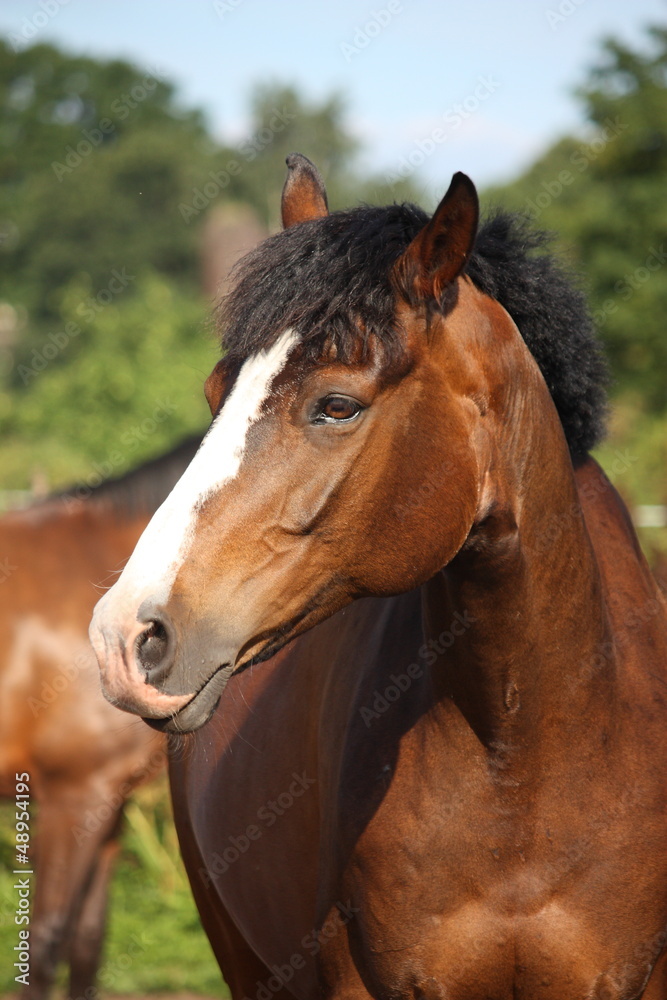 Fototapeta premium Beautiful bay horse portrait