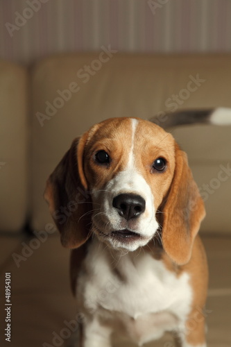 Female Beagle puppy, high contrast