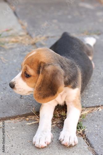 Beagle puppy © Sandra Kemppainen