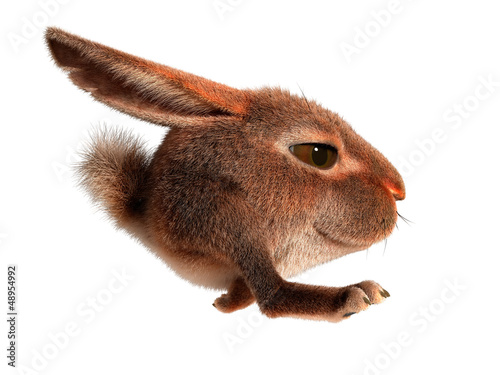 Little rabbit runs