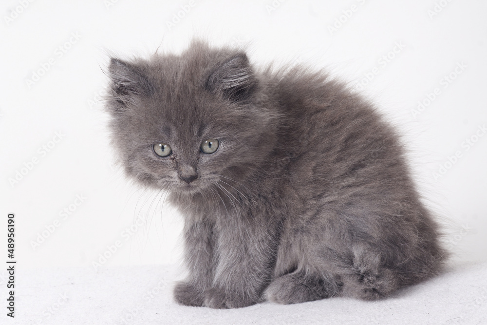 Gray kitten