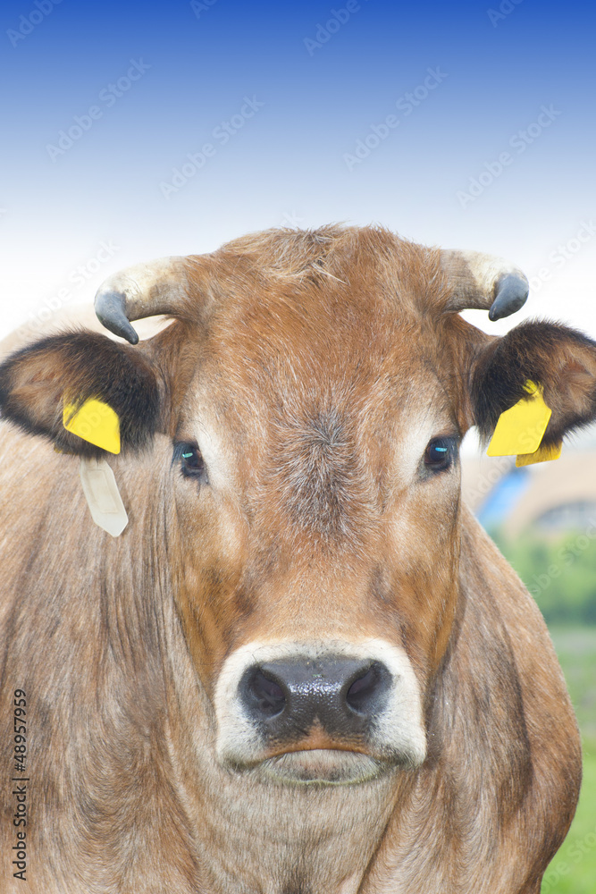 Bull close up Bull close up