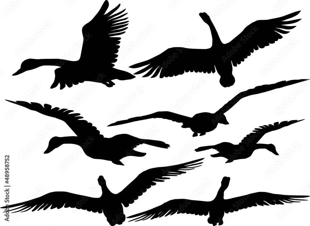 Obraz premium Set of silhouettes of flying geese