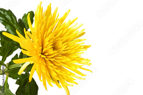 Yellow chrysanthemum isolated on white