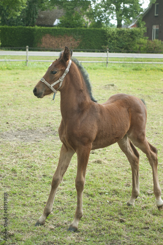 Brown foal