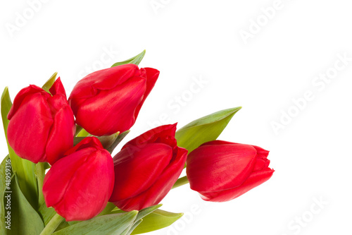 Red tulips isolated on white background