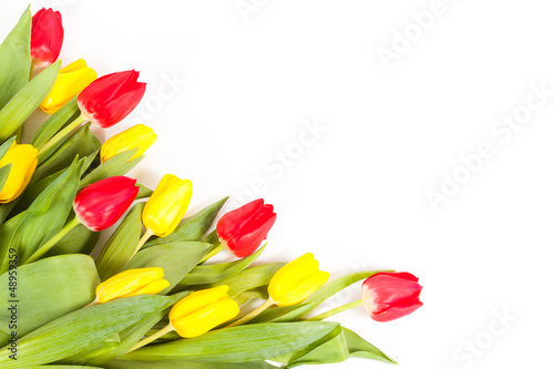 fresh tulips isolated on white background