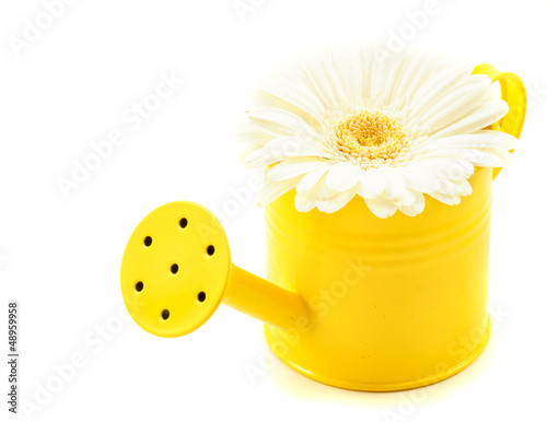 Germini White in Watering Can Yellow photo