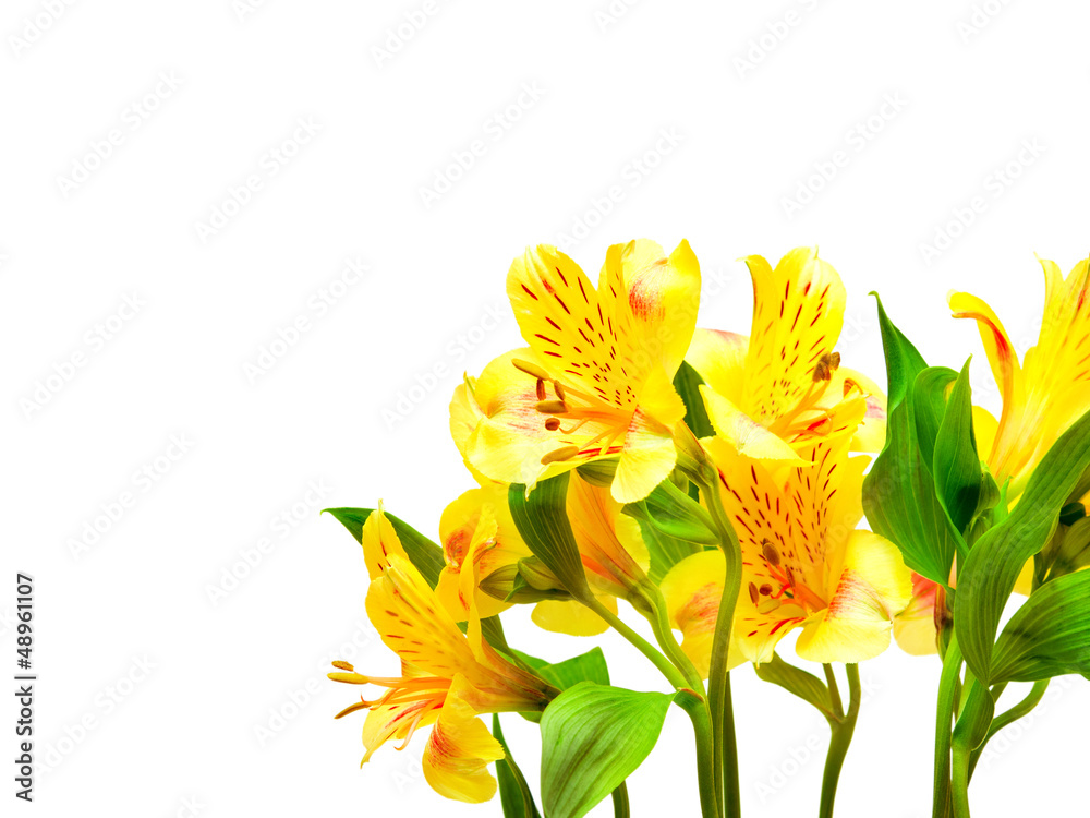 alstroemeria lily flowers isolated on white background alstroemeria lily flowers isolated on white background