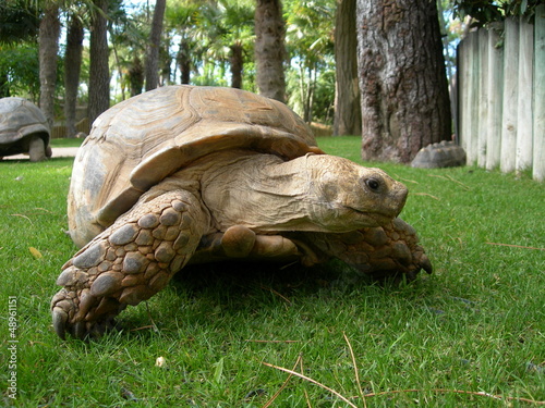 Tortue géante des Seychelles