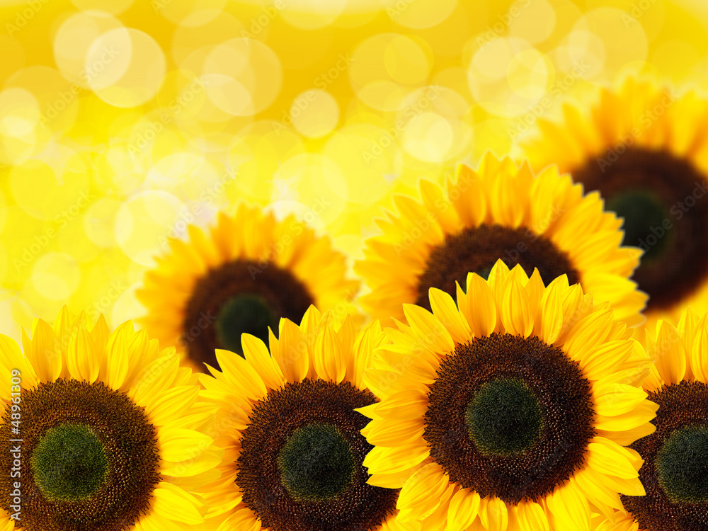 Obraz premium Close up of sunflower