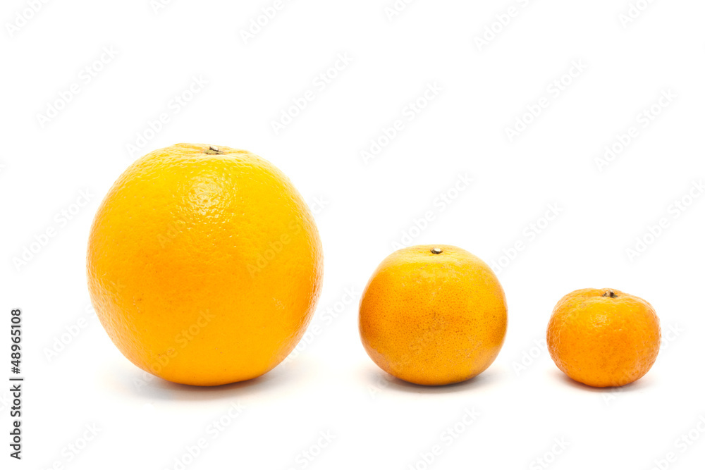 Orange Family in Size Order isolated on white Orange Family in Size Order isolated on white