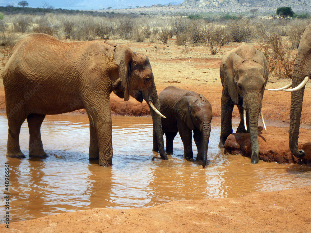 Fototapeta premium Elephants in Tsavo