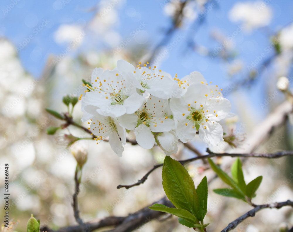 Obraz premium Blossom