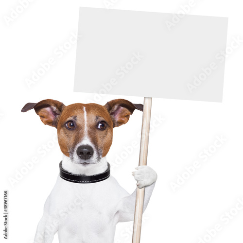 banner dog photo