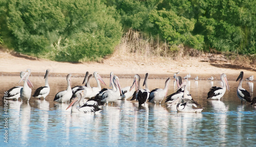 flock  of White Pelicans