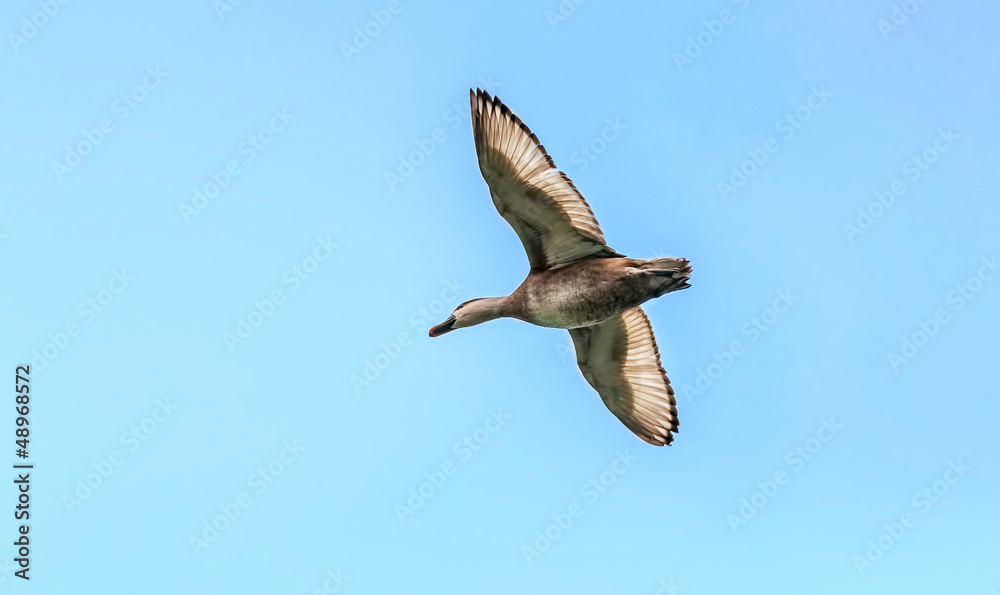 Obraz premium Red-crested Pochard,migratory, bird, Diving duck, in flight