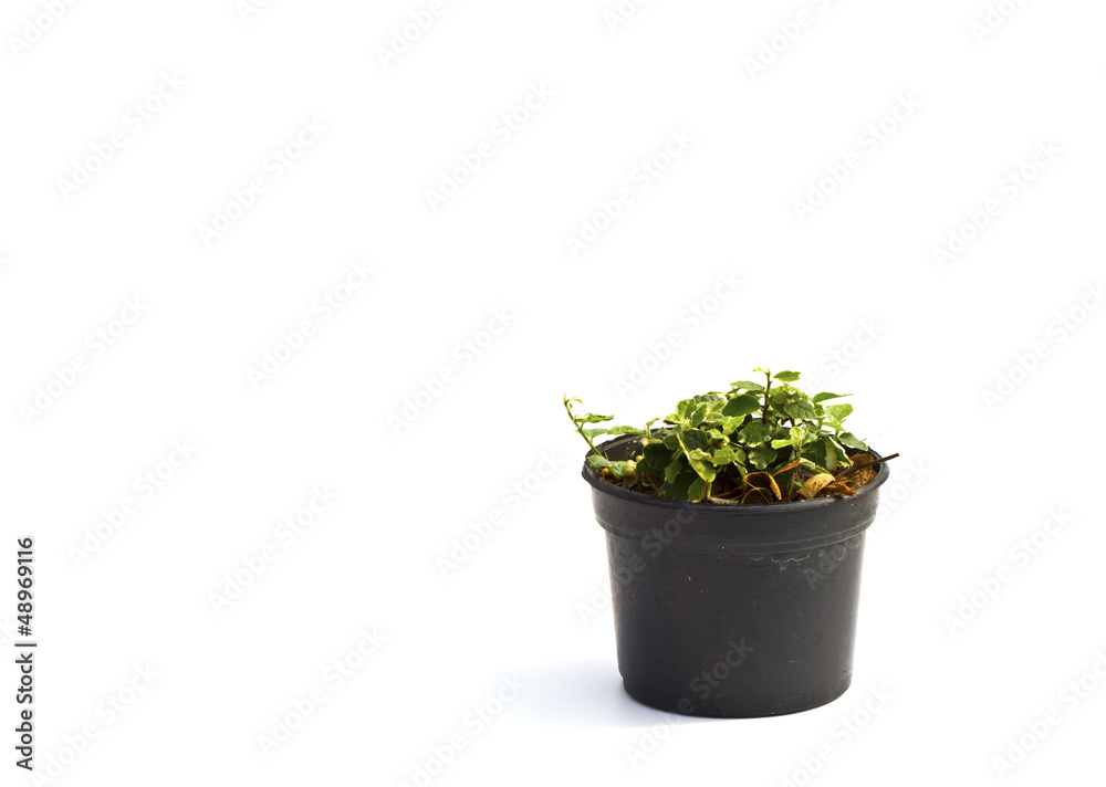 Little plant in a black pot . Isolated on white background. Spac Little plant in a black pot . Isolated on white background. Spac
