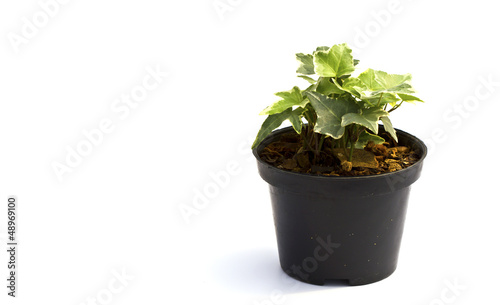 Little plant in a black pot . Isolated on white background. Spac