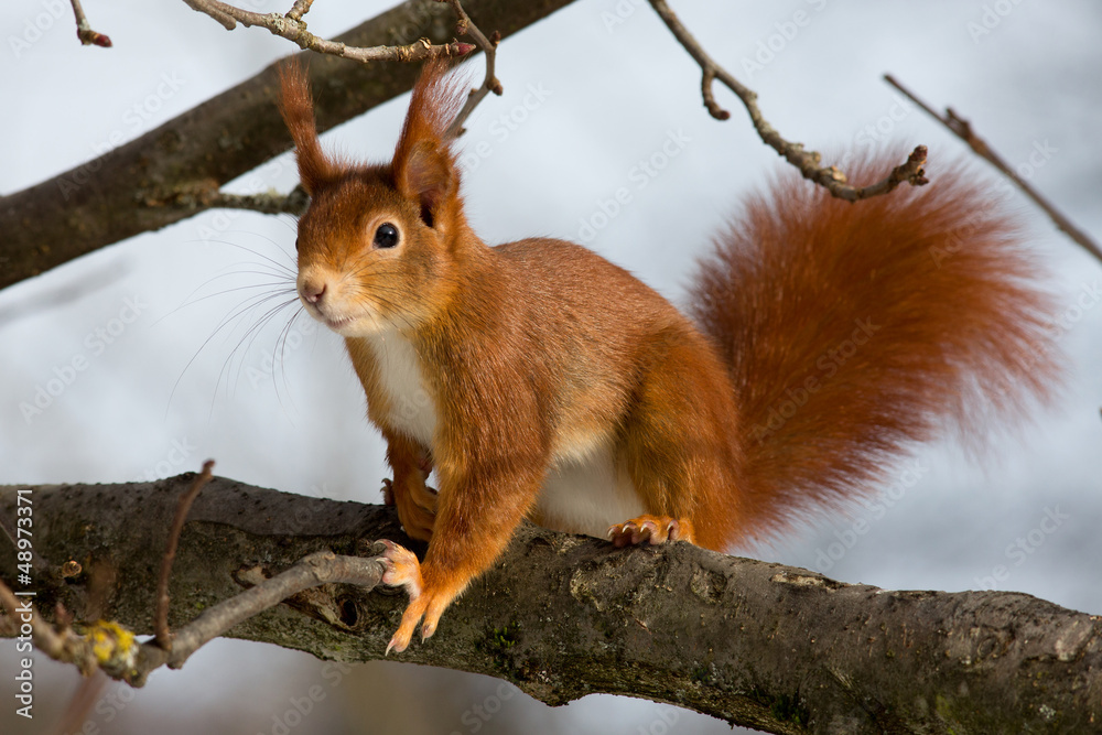 Fototapeta premium Eichhörnchen