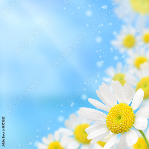 white camomile floral frame on a blue background