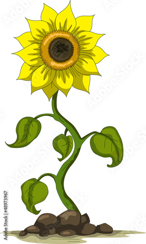 Fototapeta Naklejka Na Ścianę i Meble -  sunflower