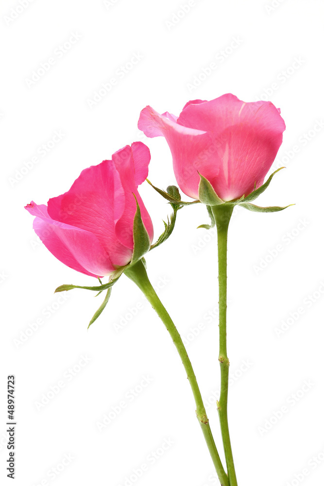 Two pink roses on white background Two pink roses on white background
