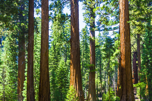 big sequoia trees in Sequoia National Park near Giant village ar
