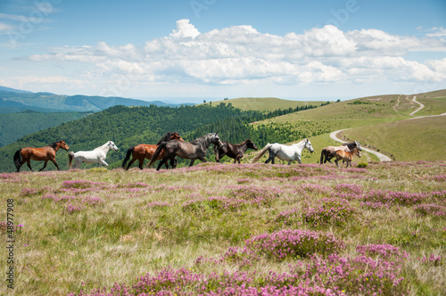 Wild horses on a blooming mountain meadow