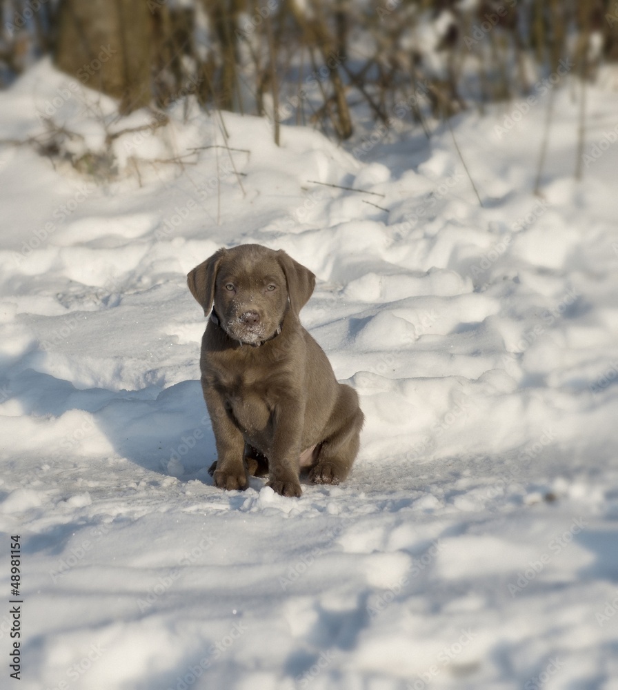 Labrador-Welpe spielen im Schnee Labrador-Welpe spielen im Schnee