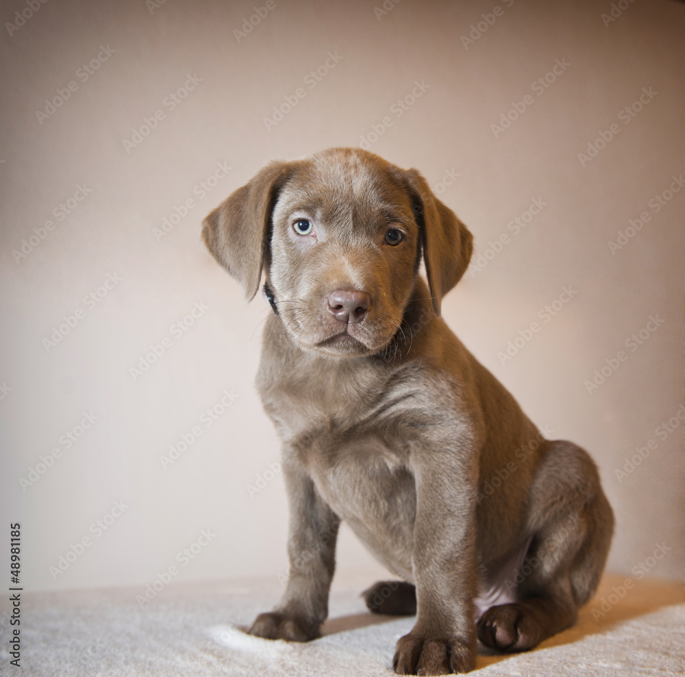 Labrador-Welpe sitzend Labrador-Welpe sitzend