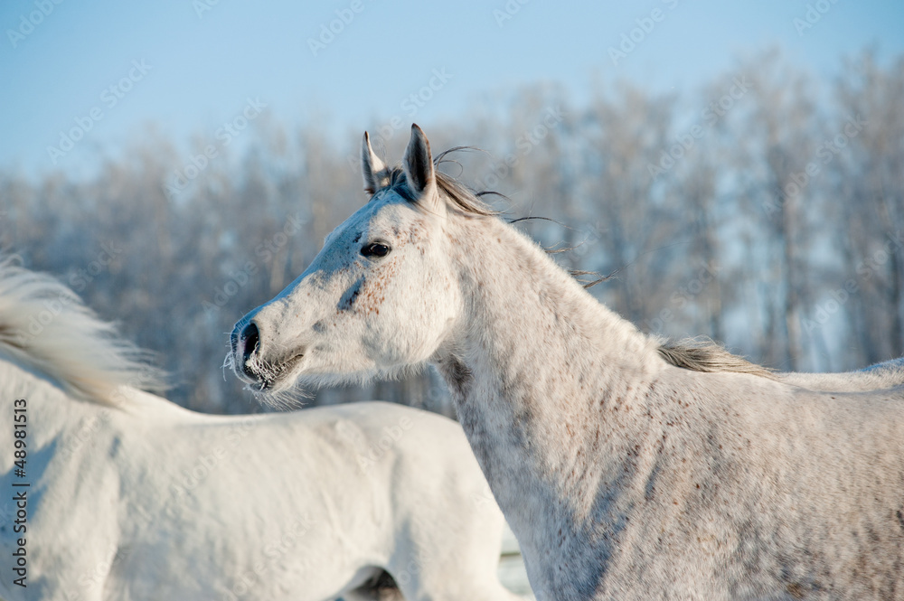 Fototapeta premium horses in winter