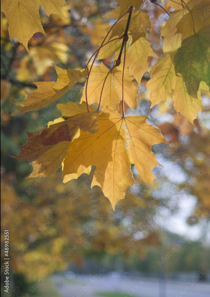 Fototapeta premium Yellow maple leaves in autumn