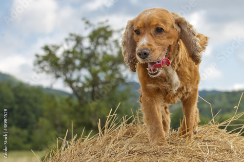 Tapety artystyczne English cocker spaniel dog