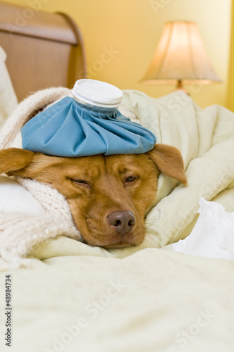 Sick dog in bed